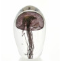Jellyfishblack11.5cm$180_60